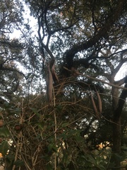Campsis radicans