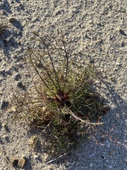 Chaenactis carphoclinia