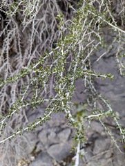 Cercocarpus intricatus