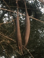 Campsis radicans