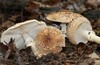 Freckled Dapperling - Photo (c) Fluff Berger, some rights reserved (CC BY-SA), uploaded by Fluff Berger
