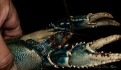 Euastacus sulcatus