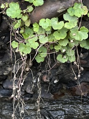 Cymbalaria muralis
