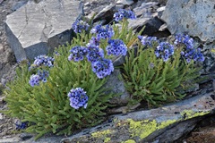 Polemonium eximium