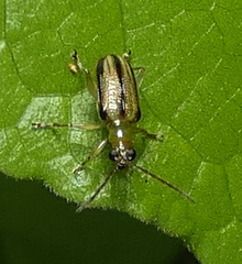 Chrysomeloidea