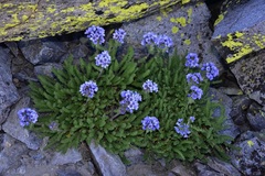 Polemonium eximium