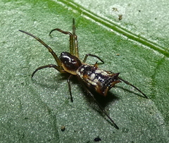 Micrathena fissispina