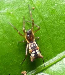Micrathena fissispina