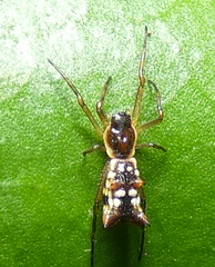 Micrathena fissispina