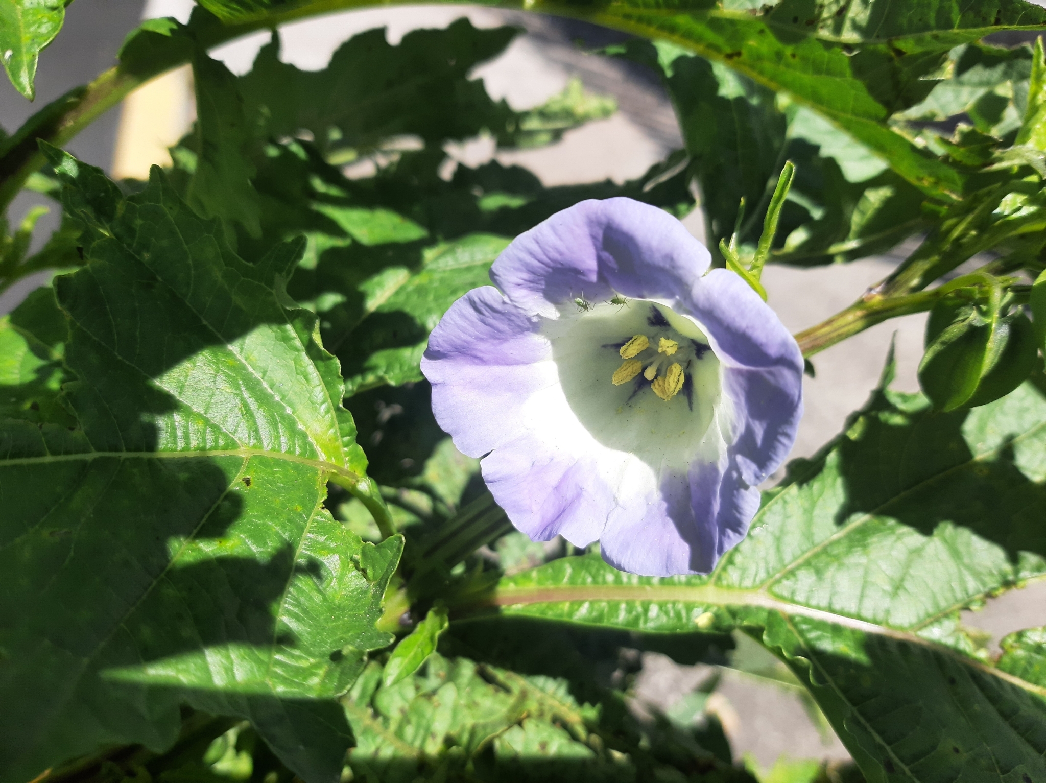 Nicandra image