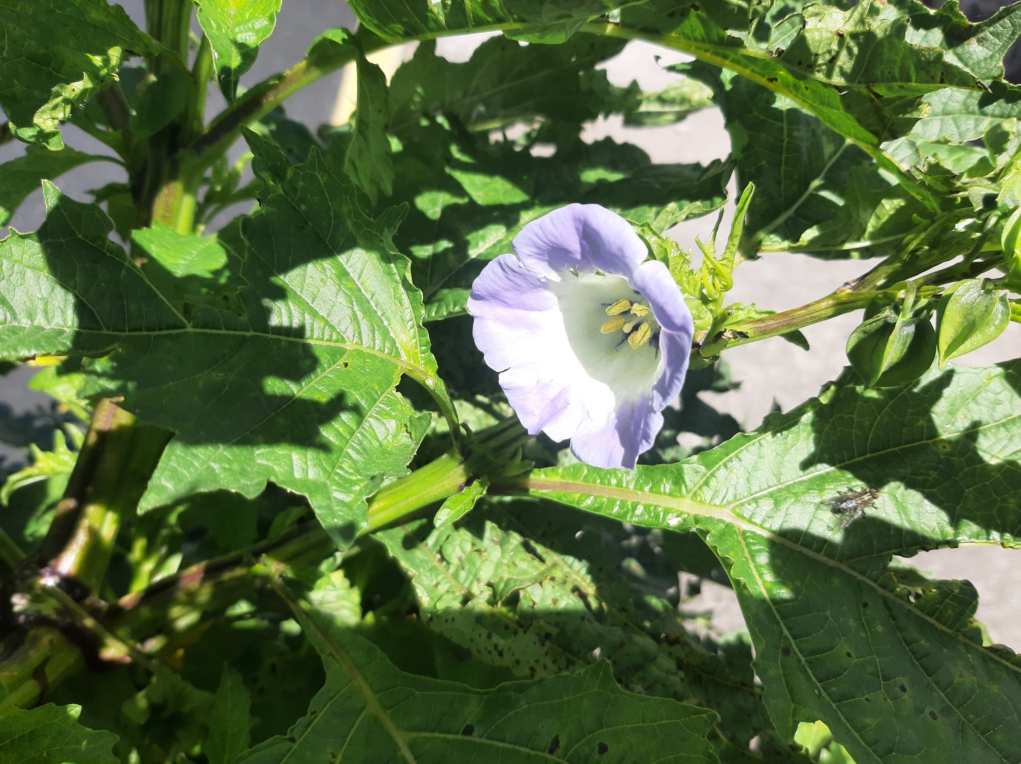 Nicandra physalodes image