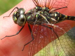 Gomphaeschna furcillata