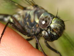 Gomphaeschna furcillata