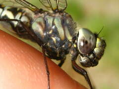 Gomphaeschna furcillata