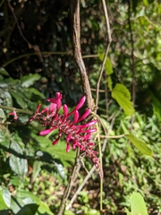 Odontonema
