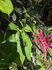 Odontonema