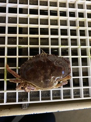 Metacarcinus anthonyi