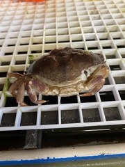 Metacarcinus anthonyi