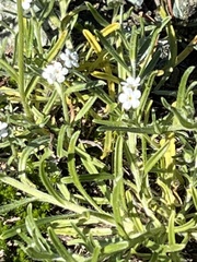 Cryptantha intermedia