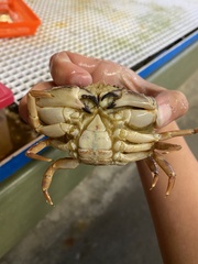 Metacarcinus anthonyi