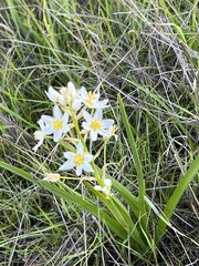 Toxicoscordion fremontii