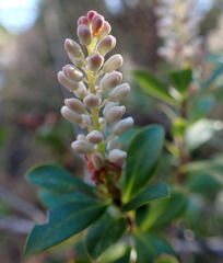 Cliftonia monophylla