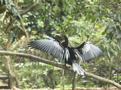 Anhinga anhinga