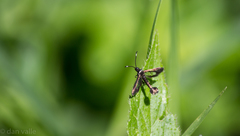 Synanthedon