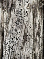 Mycoblastus sanguinarius