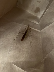 Schizomantodea