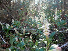 Cliftonia monophylla