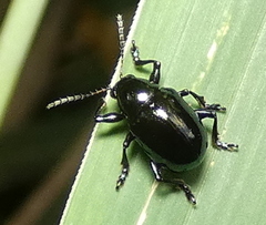 Typophorus