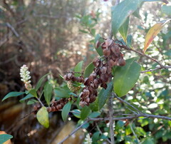 Cliftonia monophylla