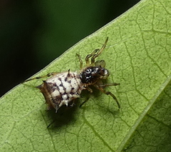 Micrathena picta