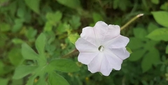 Ipomoea pes-tigridis