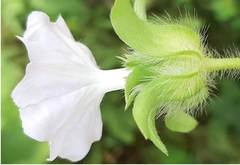 Ipomoea pes-tigridis