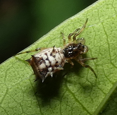 Micrathena picta