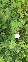Ipomoea pes-tigridis