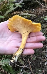 Cantharellus formosus
