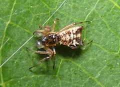 Micrathena picta