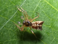 Micrathena picta