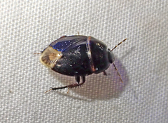 Geotomini