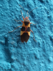 Oncopeltus unifasciatellus