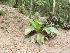 Anthurium schlechtendalii