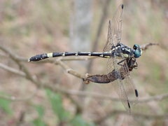 Austroepigomphus praeruptus