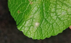 Erysiphe cruciferarum