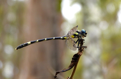 Austroepigomphus praeruptus