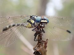 Austroepigomphus praeruptus