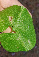 Erysiphe cruciferarum