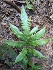 Tectaria heracleifolia